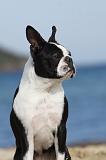 BOSTON TERRIER 331